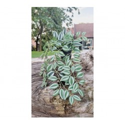 Planta artificial colgante con hojas de tela 48cm largo