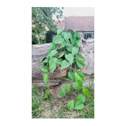Planta artificial colgante 90cm de largo