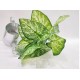 Planta artiicial ramo 25cm - Punta de flecha -