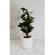 Planta artificial con maceta de ceramica blanco 35cm de alto